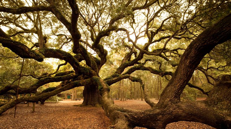 South Carolina: Angel Oak Tree