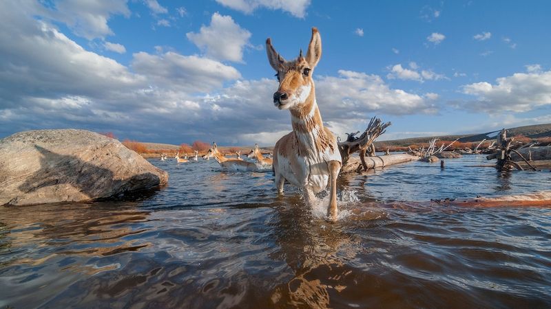 Wildlife Corridor and Ecological Significance