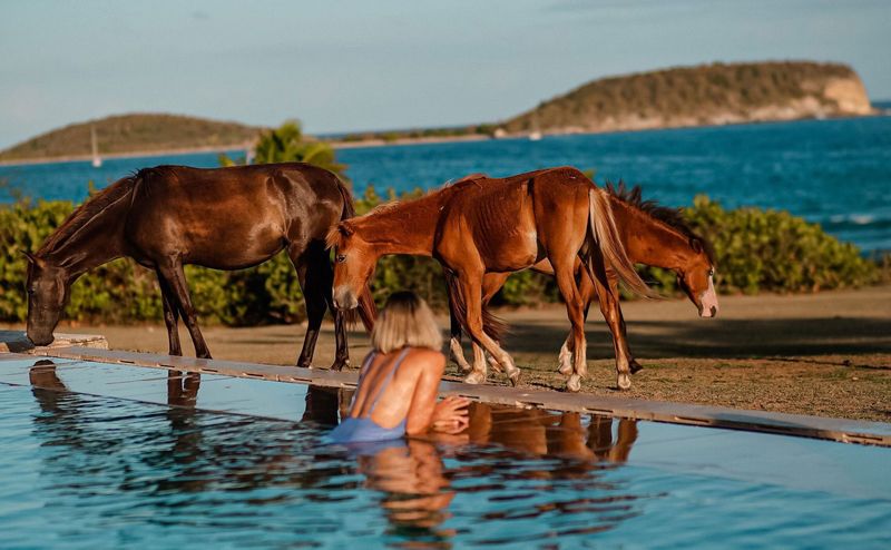 Vieques Island