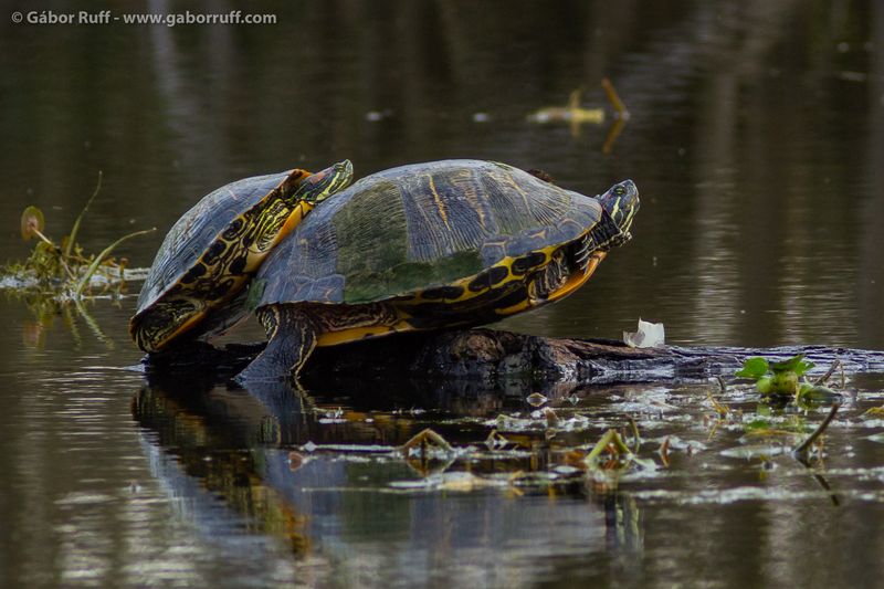 Wildlife Encounters