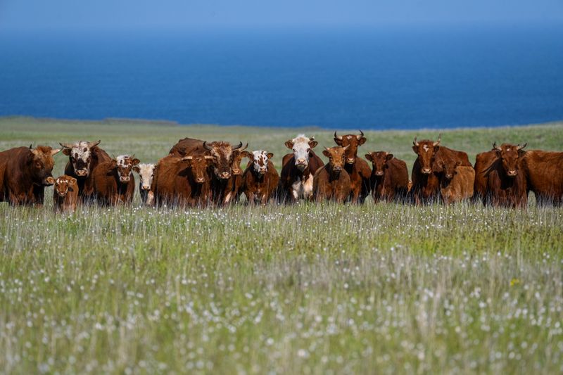 Cow Counting