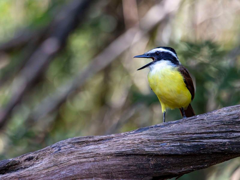 Annual Bird Watching Festival