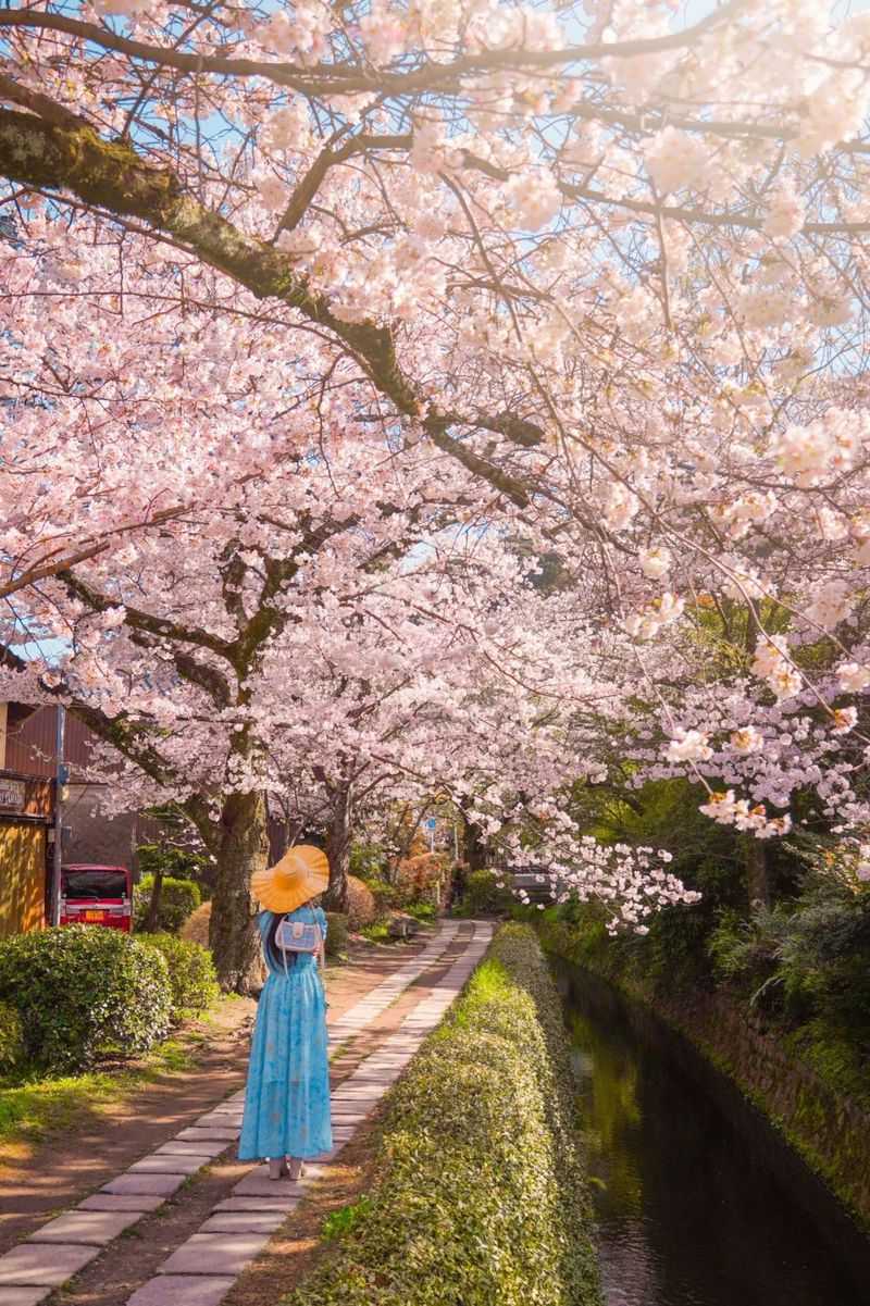 Cherry Blossom Parks of Kyoto, Japan