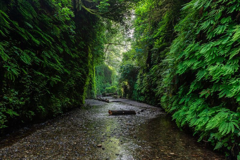 Fern Canyon at Prairie Creek Redwoods State Park (Del Norte County)