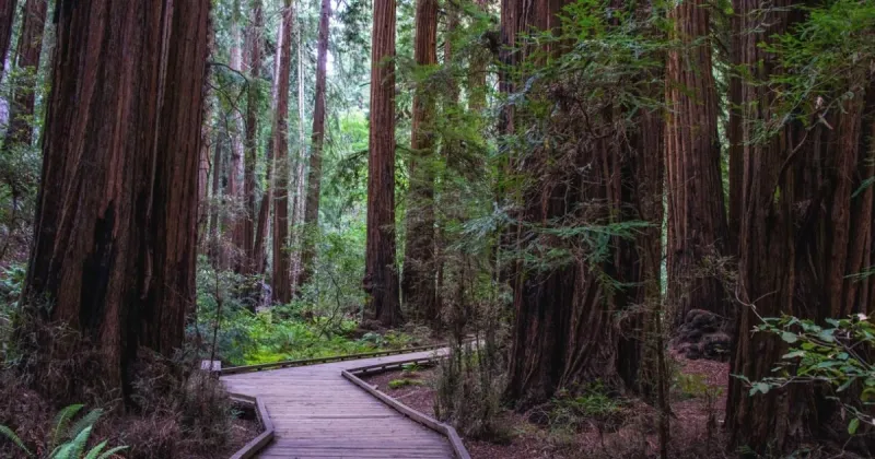 Muir Woods National Monument