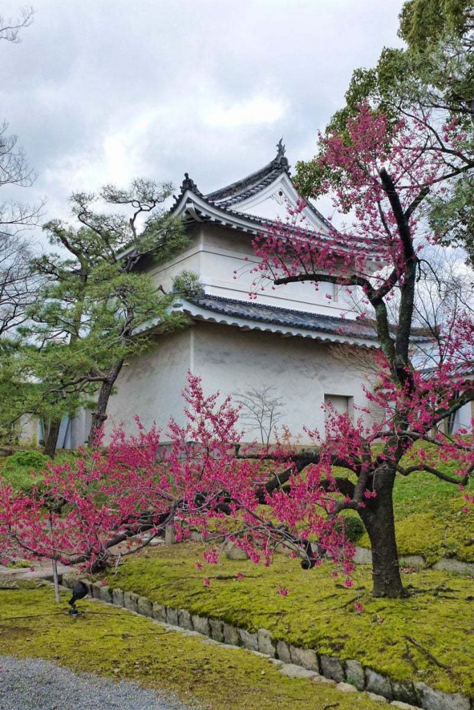 Nijo Castle Gardens During Botan Hana Saku (Peony Flowers Bloom)