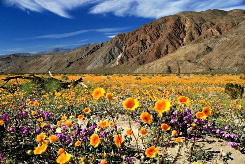 Anza-Borrego Desert State Park