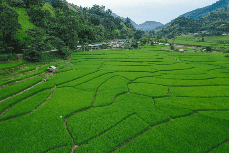 Nan Province's Golden Rice Fields