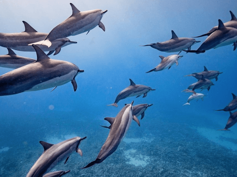 Lanai, Hawaii - Secluded Island Encounters