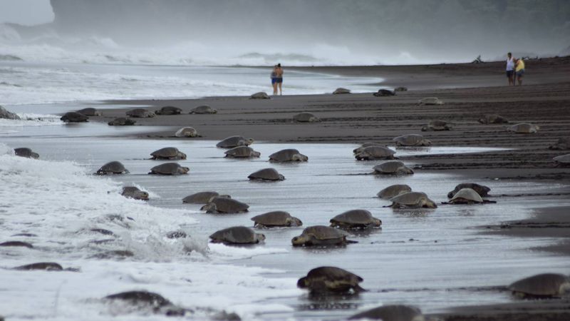 Playa Ostional