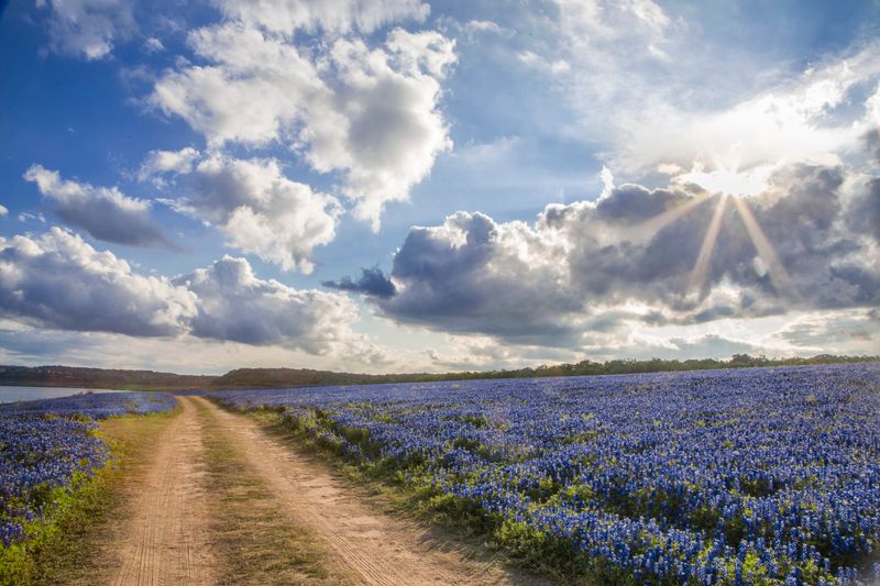 Marveling at Bluebonnets Along Country Roads