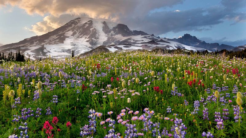 Mount Rainier