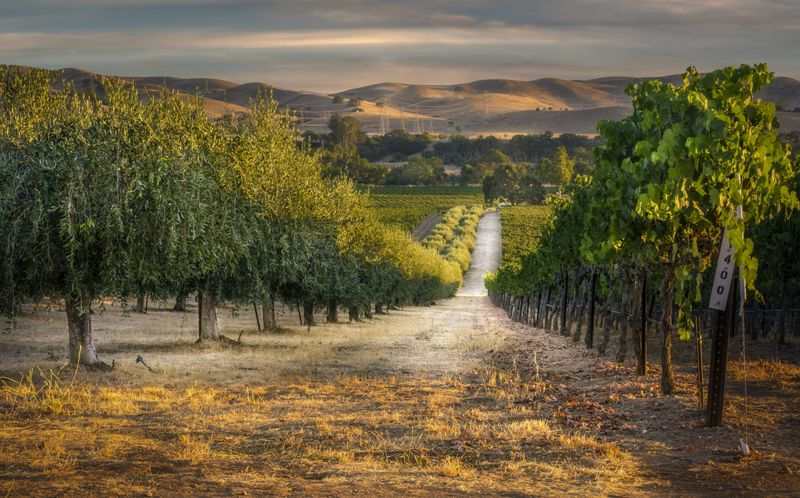 Livermore Valley's Tesla Road Trail