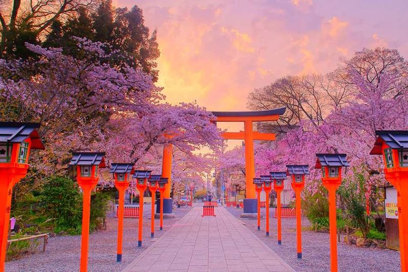 The Cherry Blossoms in Kyoto, Japan