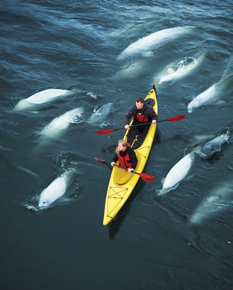 Kayaking with Belugas in Churchill