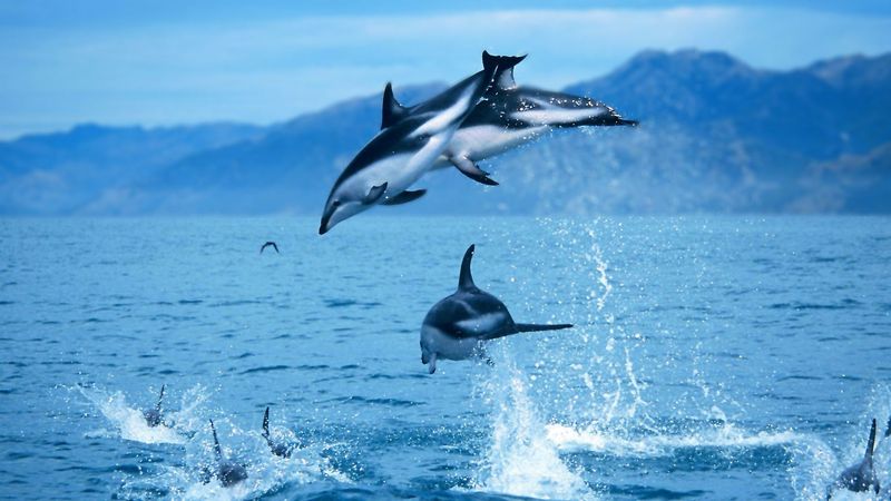 Kaikoura, New Zealand - Dusky Dolphins and Mountain Views