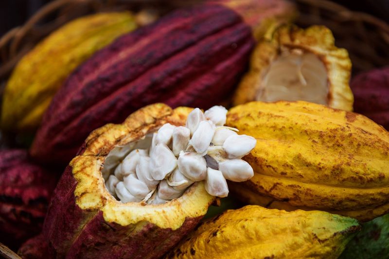 Chocolate Tasting Tour in Grenada