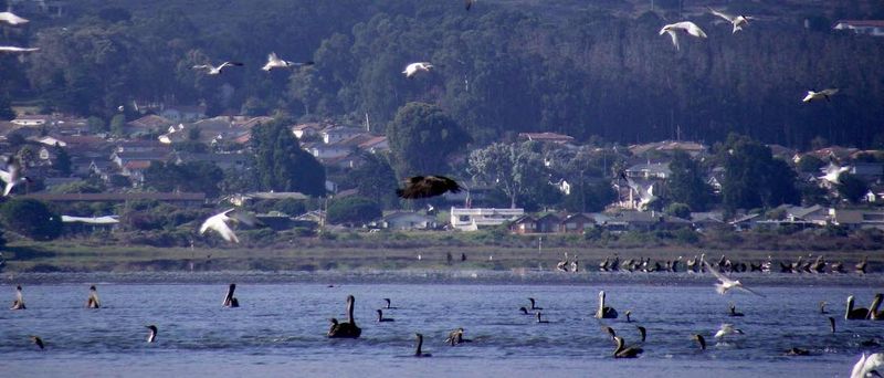 Birdwatcher's Paradise