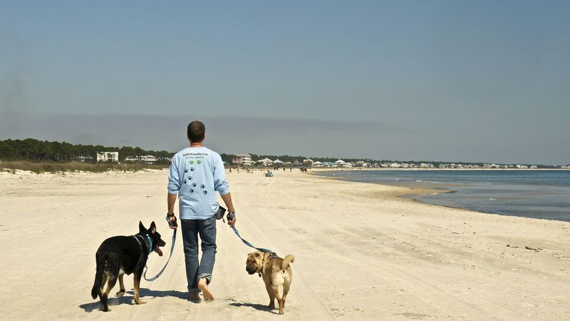 Pet-Friendly Beach Regulations