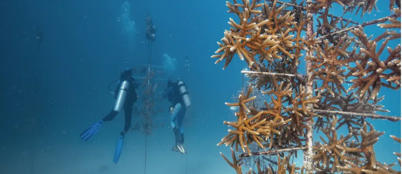 Coral Restoration Installation