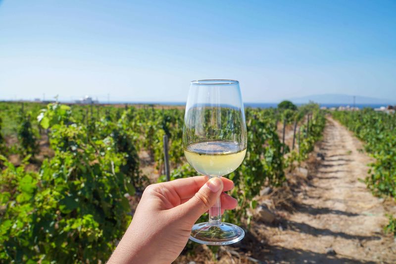 Vineyard Wine Tasting