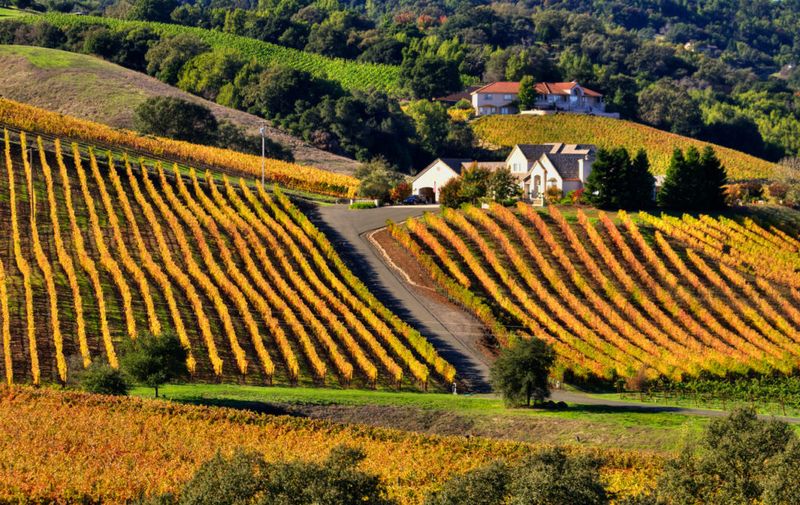 Napa Valley, California 🍷