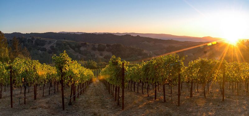 Napa Valley Vineyards