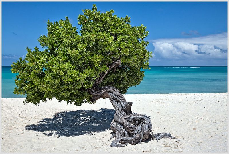 Eagle Beach, Aruba