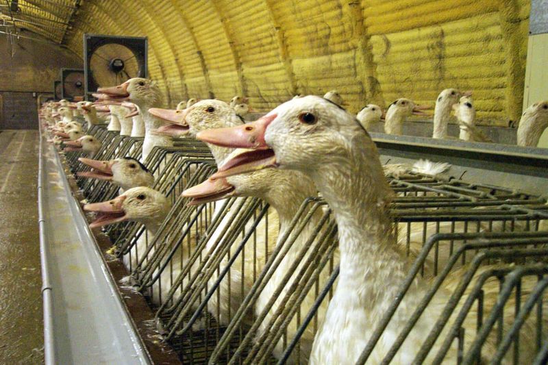 Foie Gras