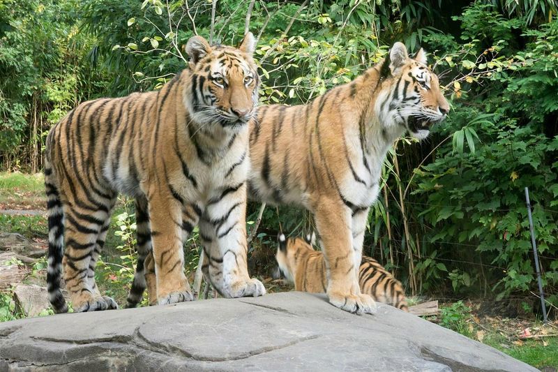 Bronx Zoo (NYC)