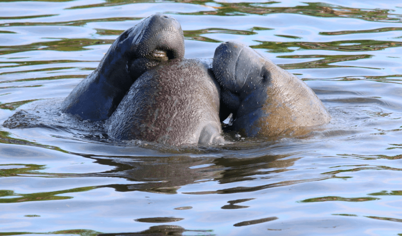Manatee Park Offers Unique Winter Wildlife Viewing