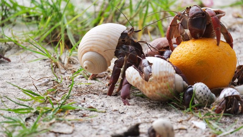 Crawl Key's Hermit Crab Racing Stadium