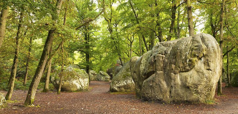Fontainebleau Forest