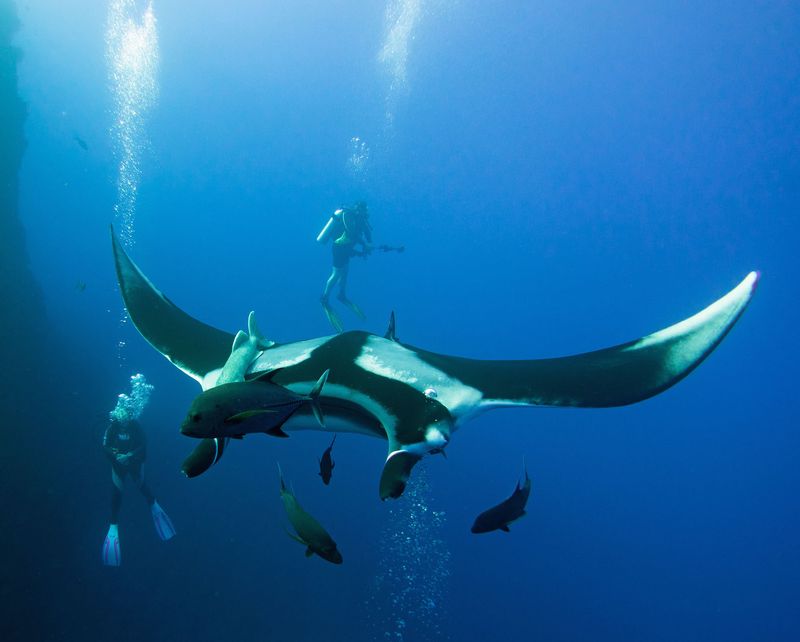 Socorro Island, Mexico