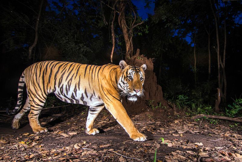 Indravati National Park - Tigers in Bastar Wilderness