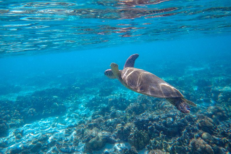 Lady Elliot Island, Australia