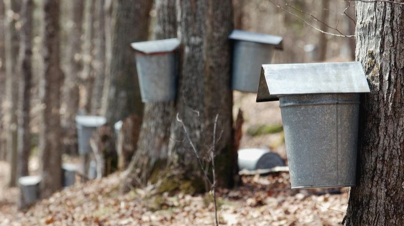 The Maple Syrup Myth