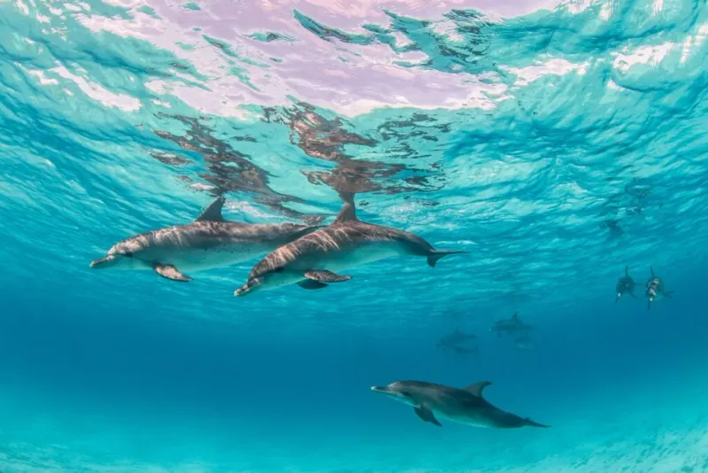 Bimini, Bahamas - Shallow Water Sanctuaries