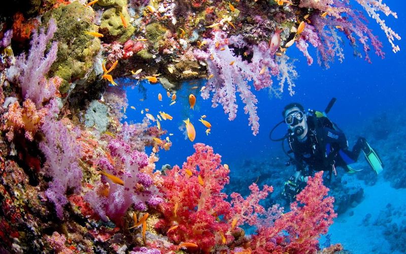 Tubbataha Reefs Natural Park, Philippines