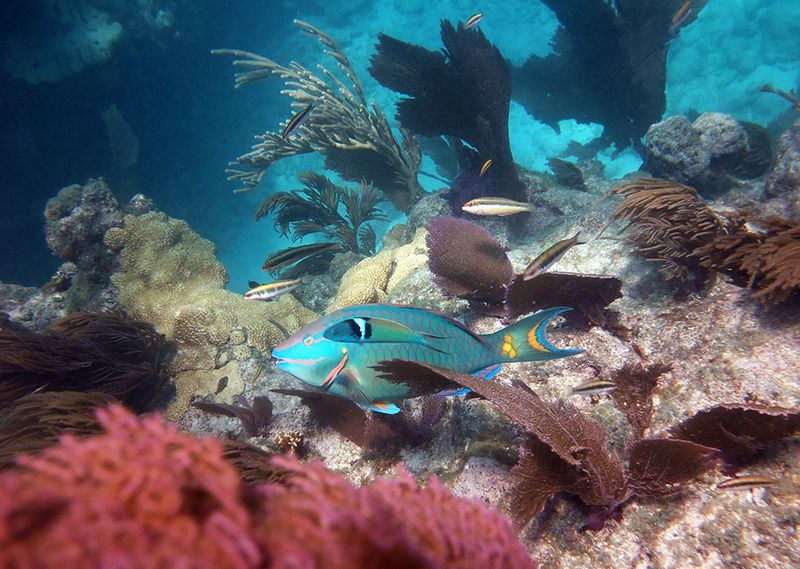 Looe Key Reef
