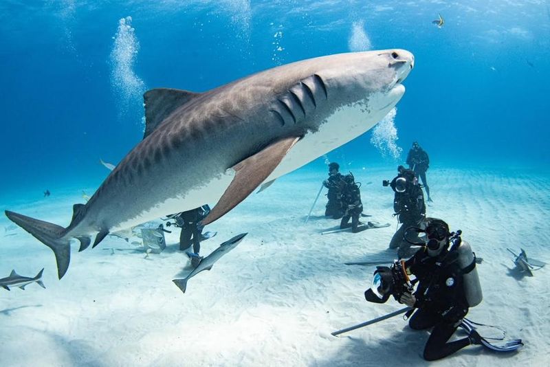 North Island Seychelles' Shark Feeding Controversy