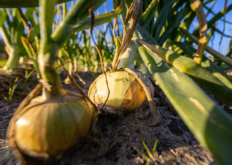 Sweet Vidalia Onions in Every Form