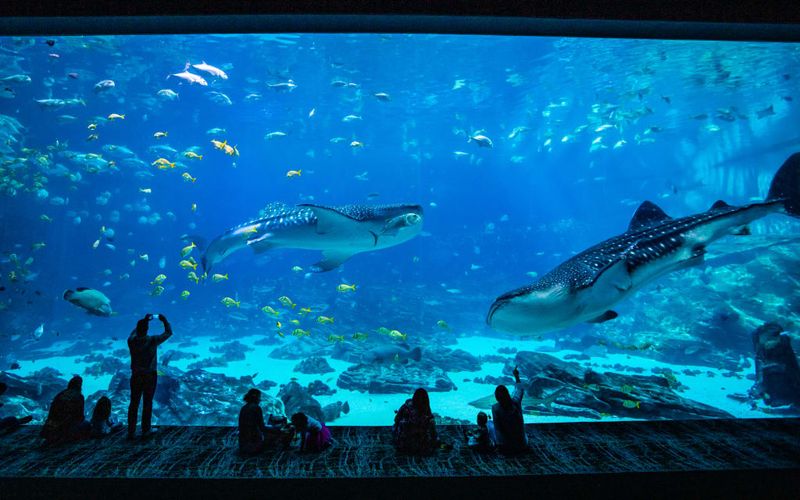 Georgia Aquarium (Atlanta, GA)