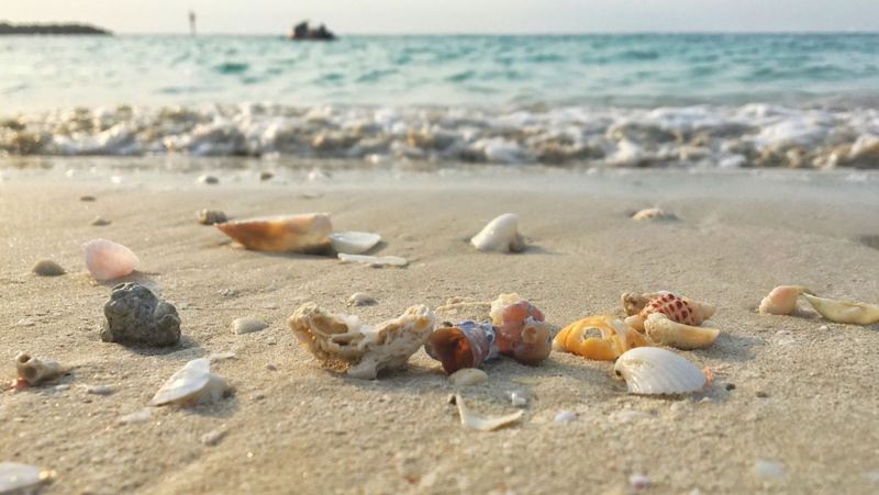 Shell Collecting and Sandcastle Building Paradise