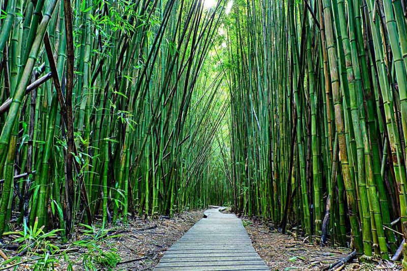 Captivating Bamboo Forests