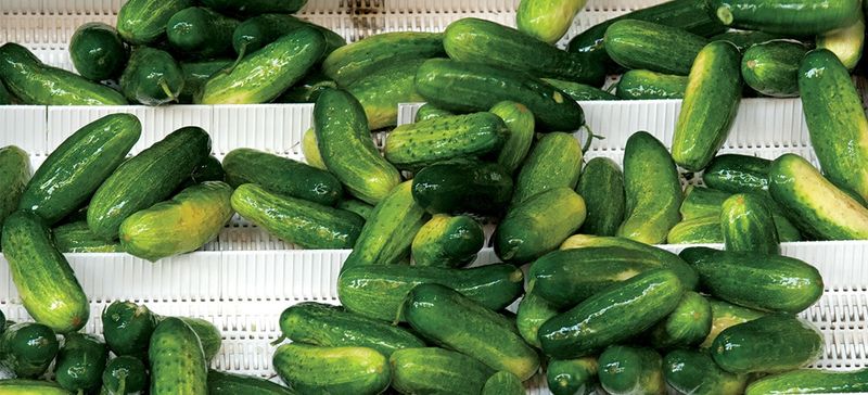 Mt. Olive Pickles: The Cucumber Salvation