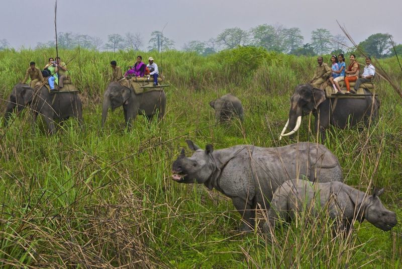 Kaziranga National Park - Tigers Among One-Horned Rhinos