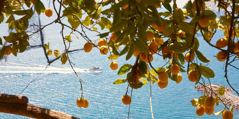 Lemon Groves of Amalfi Coast, Italy