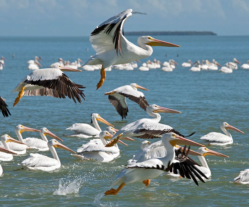 Pelican Point