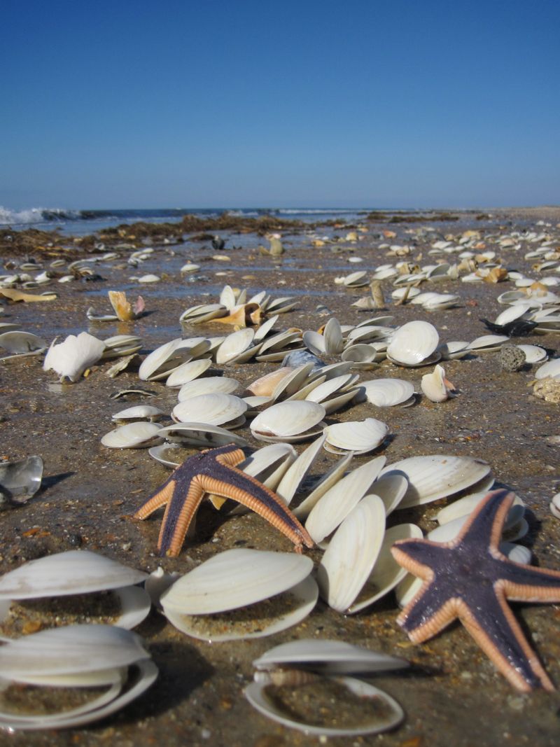 Tidal Treasures